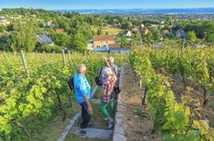 Eine wunderschöne Umgebung macht Weinböhla zu einem besonderen Erholungsort.