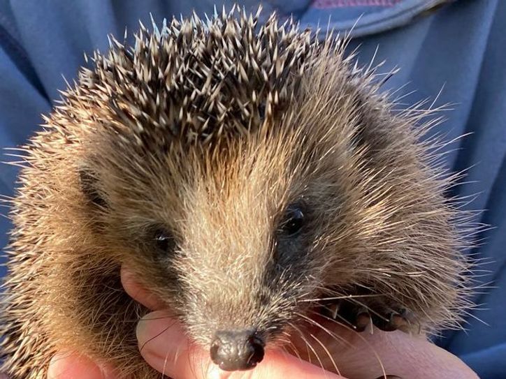 Gerettet! Kleiner Igel im Winterquartier in der JVA Zeithain. Foto: JVA