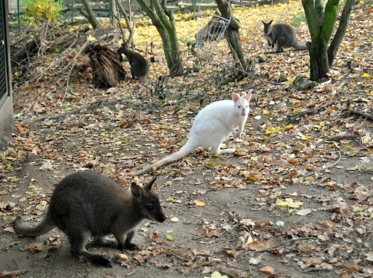 Fünf Kängurus leben jetzt im Riesaer Tierpark. Besonders auffällig ist Knut. Er ist das einzige Tier mit weißem Haarkleid in der Gruppe. Fotos: Kraemer