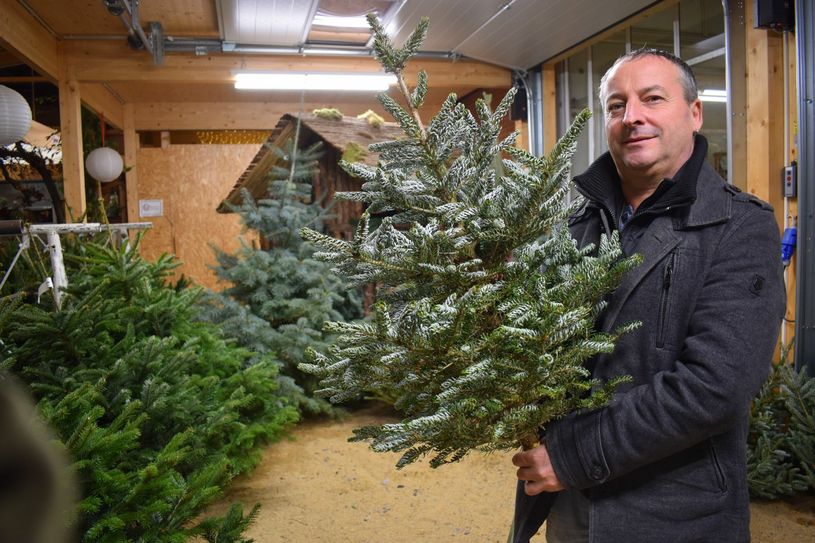 Exotische Weihnachtsbäume: Die Silberlockentanne ist die Neuheit auf dem Markt. Mit ihren silbernen, nach oben geneigten Nadeln hebt sie sich optisch von anderen Bäumen ab. Diese und weitere seltene Exemplare gibt es lediglich beim Fachhändler zu kaufen. Warum nicht mal etwas Neues wagen? Foto:spa