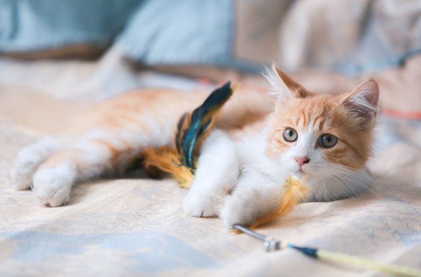 Mehr als 40 Tierheim-Bewohner würden sich aktuell über ein neues Zuhause freuen.