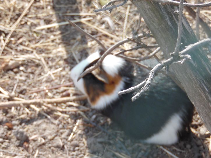 Die Meerschweinchen wuseln ganz schnell durch ihr Gehege. Da braucht man flinke Augen, um sie zu entdecken.