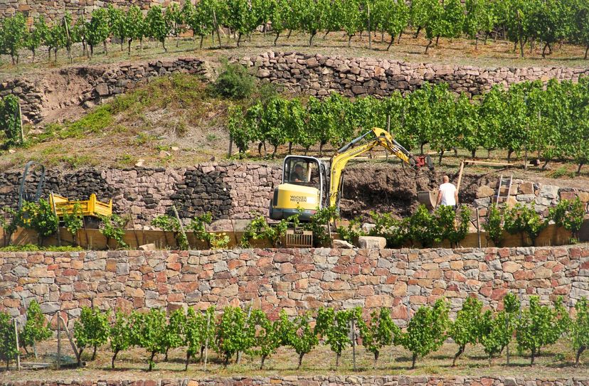 Erneuerung einer Trockenmauer im Wackerbarthberg.