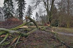 Sturmtief Eberhard hat vergangene Nacht einigen Schaden verursacht. Auch im Stadtpark Friedenshain hielten einige Bäume dem Sturm nicht stand. Fotos: Stadtverwaltung Löbau
