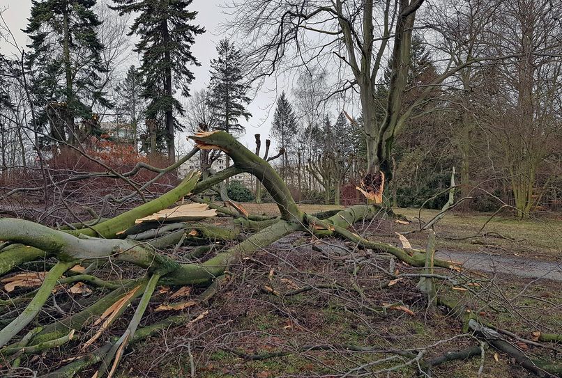 Sturmtief Eberhard hat vergangene Nacht einigen Schaden verursacht. Auch im Stadtpark Friedenshain hielten einige Bäume dem Sturm nicht stand. Fotos: Stadtverwaltung Löbau