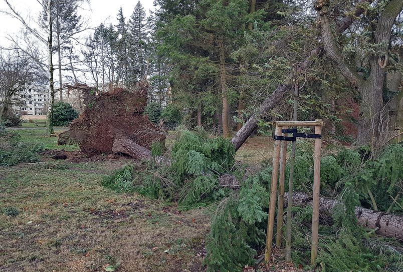 Sturmtief Eberhard hat vergangene Nacht einigen Schaden verursacht. Auch im Stadtpark Friedenshain hielten einige Bäume dem Sturm nicht stand. Fotos: Stadtverwaltung Löbau