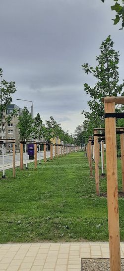 Die Grüne Raumkante, das sind 65 parallel gepflanzte Tulpenbäume