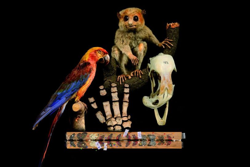In der neuen Sonderausstellung zeigt Senckenberg Kostbarkeiten und Kurioses aus seinen fünf Sammlungsarchiven. Foto: Köpcke/Weinhold