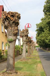 Aus Sicherheitsgründen, nach Beauftragung des Netzbetreibers der im Abschnitt verlaufenden oberirdischen Stromleitung sowie in Absprache mit dem Amt Plessa wurden die »historischen« Linden auf der linken Straßenseite radikal zurückgeschnitten, damit sogenannte »Kopfbäume« entstehen.  Foto: das