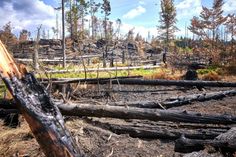 Bild der Zerstörung nach dem verheerenden Waldbrand im Nationalpark im Sommer 2022.