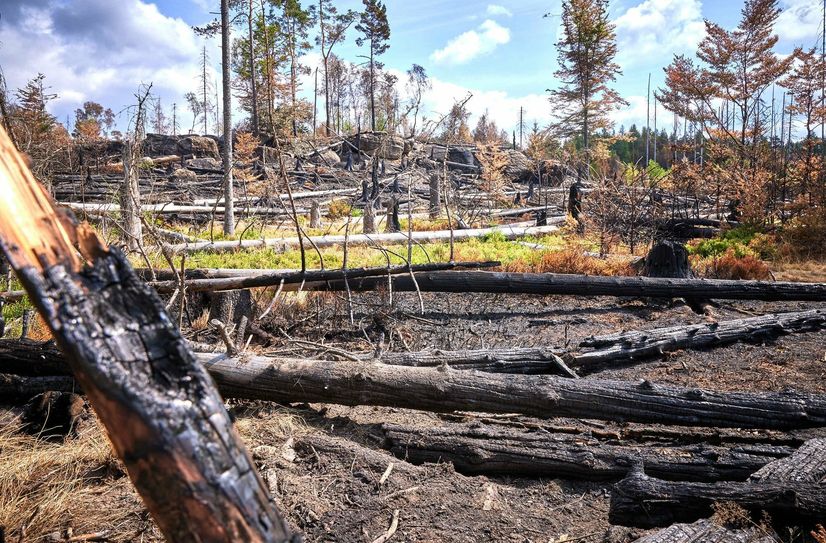 Bild der Zerstörung nach dem verheerenden Waldbrand im Nationalpark im Sommer 2022.