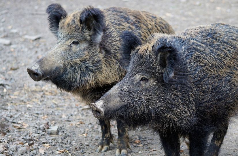 Tote Wildschweine sind umgehend dem Veterinäramt zu melden.