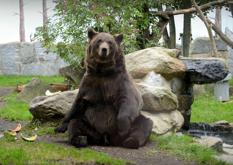 Natürlich sind während des Tierparkfestes auch die Tiere zu bestaunen. Foto: Skalla, Bischofswerda