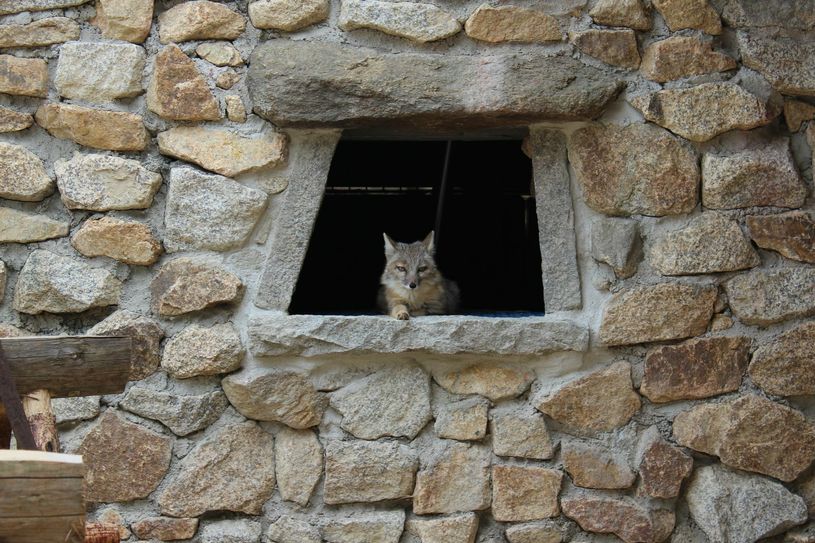 Aktuell leben im Tierpark drei Steppenfüchse, zwei Weibchen und ein Männchen. Foto: T. Keil