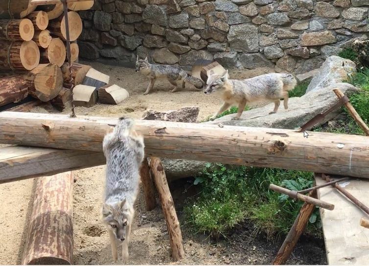 Die neue Attraktion im Görlitzer Tierpark: Die Steppenfüchse in der neuen Anlage im tibetischen Dorf. Foto: T. Keil