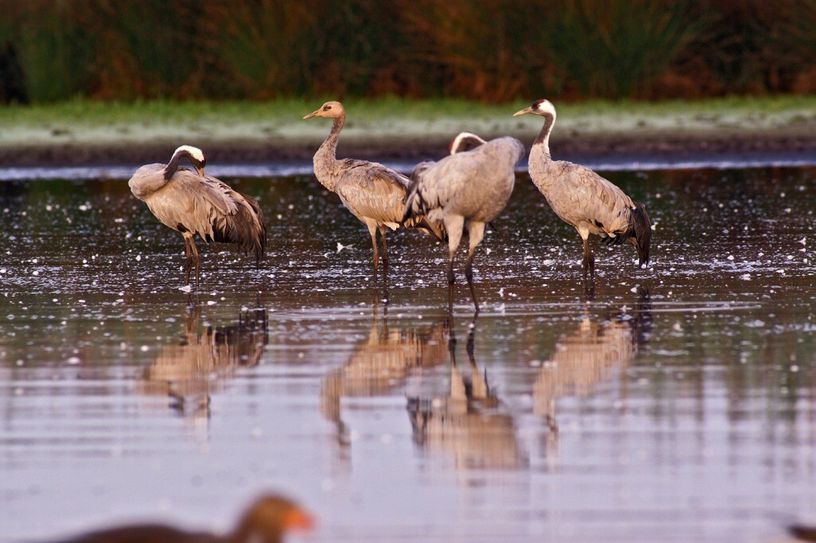 Kraniche sammeln sich bereits für ihren herbstlichen Vogelzug gen Süden. Foto:Archiv/Sielmann Stiftung