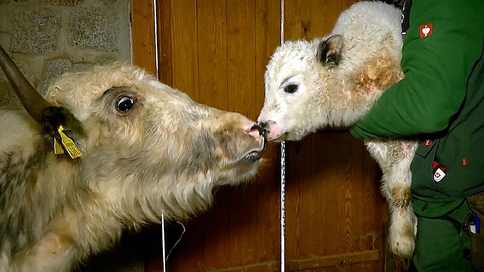 Yakkuh Karpo mit Kalb Nikolaus. Foto: Danilo Dittrich