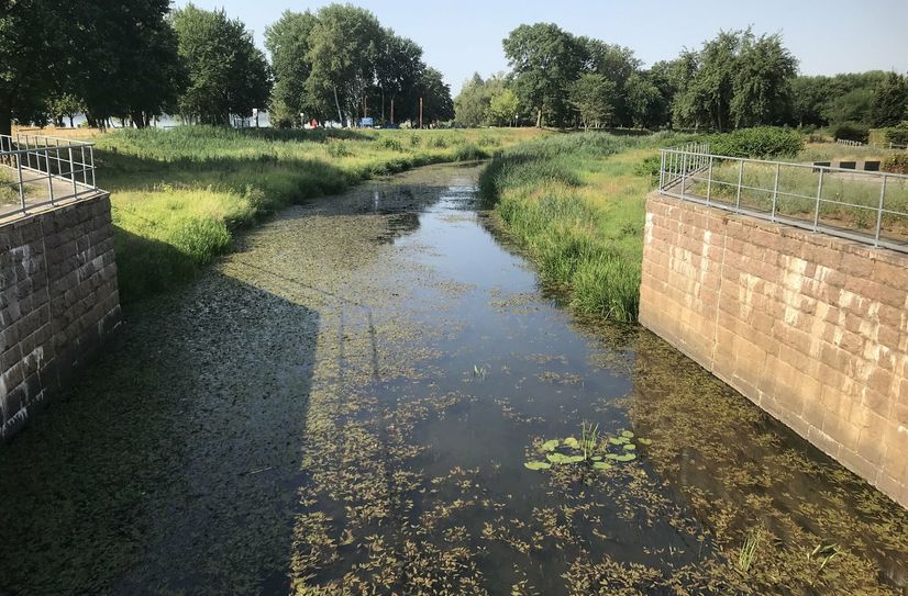 Die Schwarze Elster im Juli am Steindamm in Senftenberg.