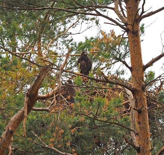 Seeadler-Jungvögel im Horst im Forstbezirk Neustadt (Nationalparkregion Sächsische Schweiz).