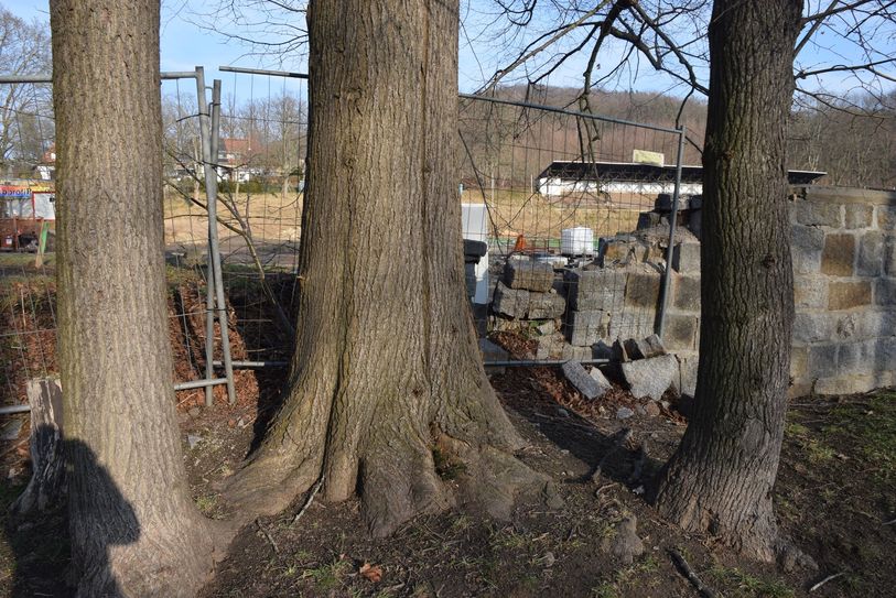Die Baumwurzeln schädigten die Mauerfundamente am Löbauer Sportplatz. Der Sportplatz wird saniert, einige Bäume werden gefällt.