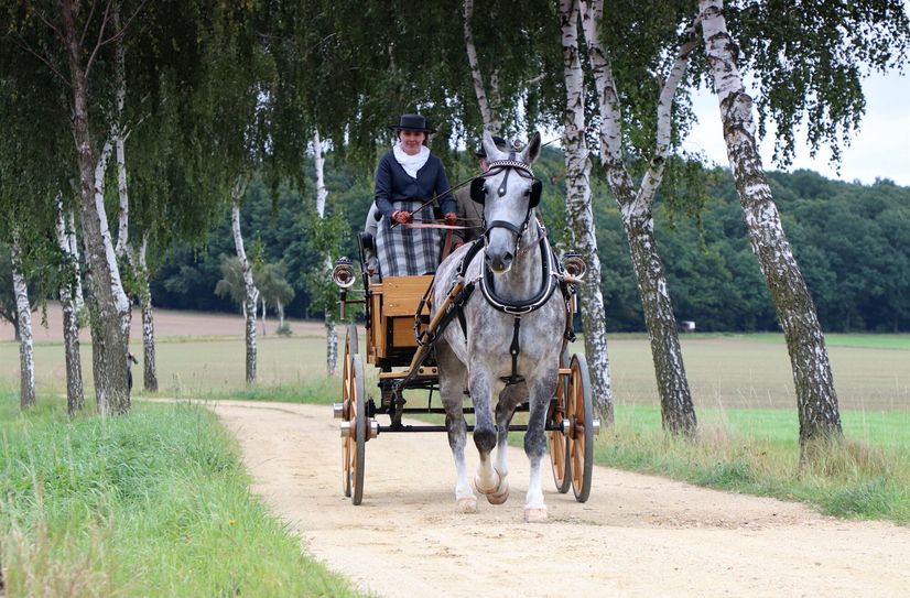 Die Veranstalter erwarten zur 25. Niederschlesische Heiderundfahrt rund 40 Gespanne.
