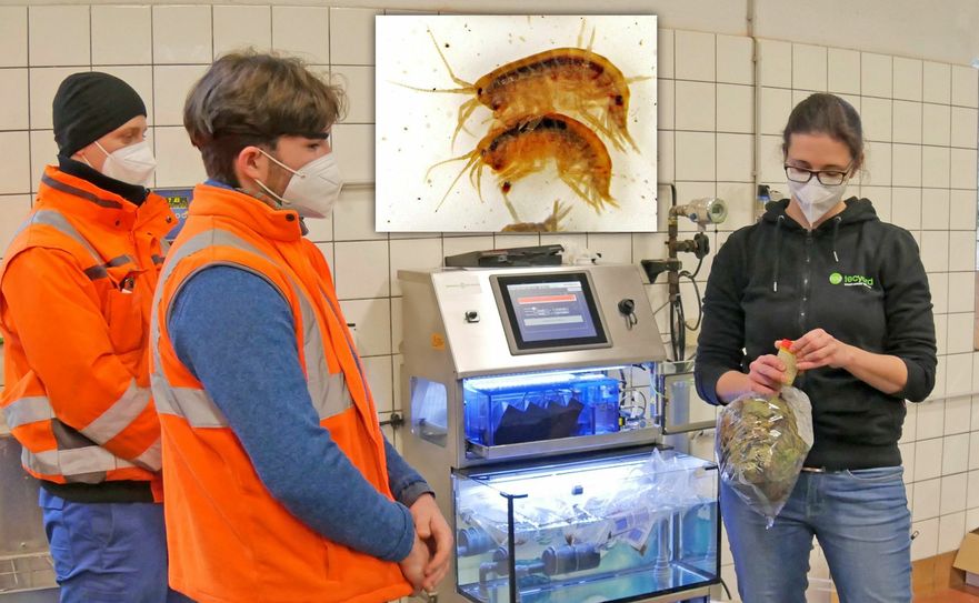 Projektleiterin Anna Hoffmann erläutert den LWG-Kollegen beim Aufbau der Anlage die Haltung und Fütterung der Bachflohkrebse. Foto: LWG