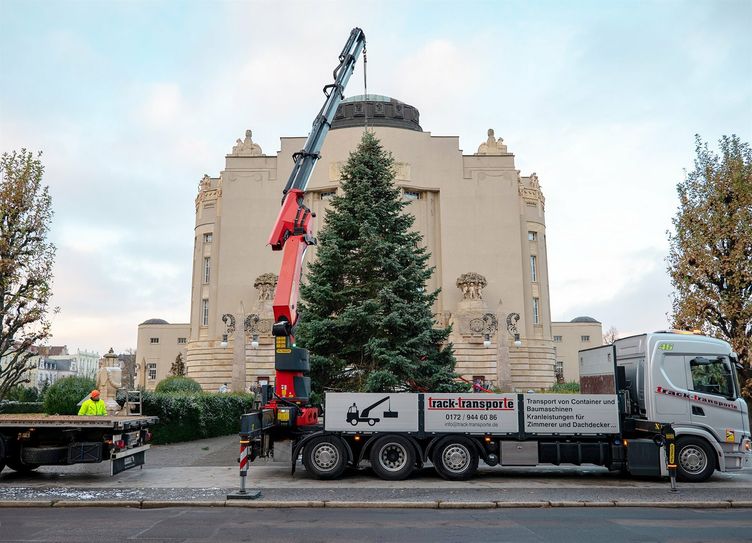 Angekommen: Der diesjährige Weihnachtsbaum wird abgeladen und vor dem Großen Haus des Staatstheater Cottbus aufgestellt