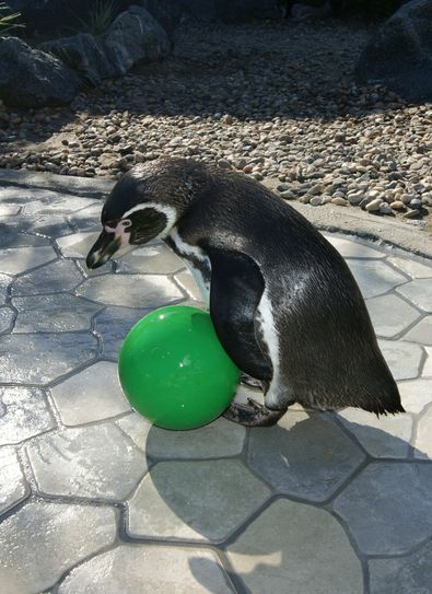 Flocke im Mai 2016: Hier trainiert der Pinguin mit dem Ball. Er hat Spiele für die Fußball-Europameisterschaft getippt. Foto/Archiv: Spreewelten GmbH