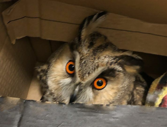 Die Eule im Karton. Foto: Polizei