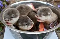 Gemeinsam auf der Waage: zwei Jungs und ein Mädchen.