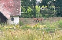 Mit viel Glück können bereits die ersten Tiere im neuen Tierpark gesichtet werden... Nein, natürlich nicht! Die zwei Kamerunschafe haben sich aus der Nachbarschaft »eingeschlichen« und genießen das unberührte, saftige Gras im ehemaligen Tierpark.
