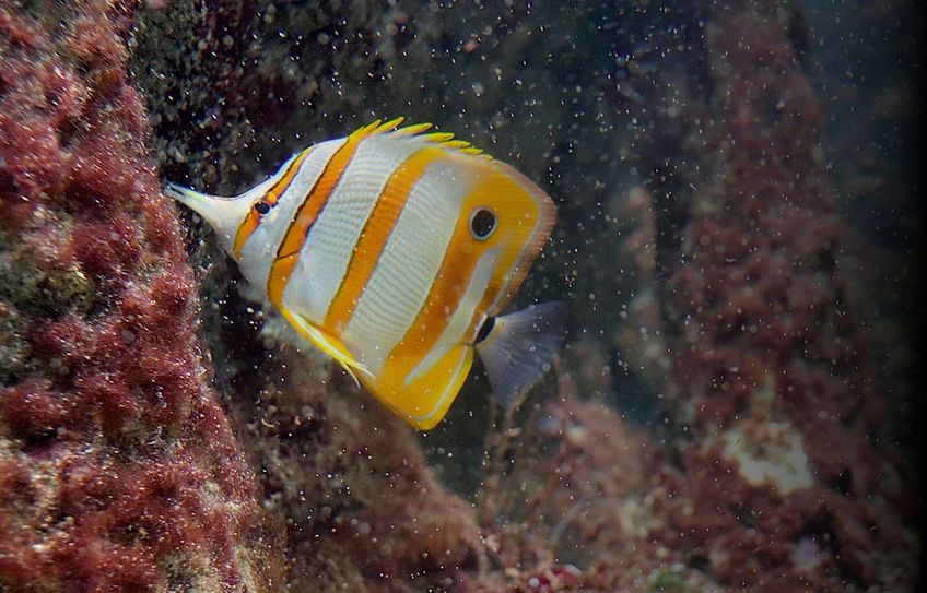 Zur Messe dreht sich alles rund um das Aquarium, Terraristik-Angebote und Fachvorträge.                                    Foto: pixabay