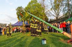 Mit vereinten Kräften hiefen Kameraden der Pirnaer Feuerwehr den Maibaum in die Höhe.