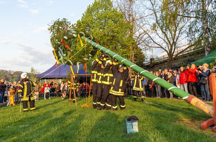 Mit vereinten Kräften hiefen Kameraden der Pirnaer Feuerwehr den Maibaum in die Höhe.