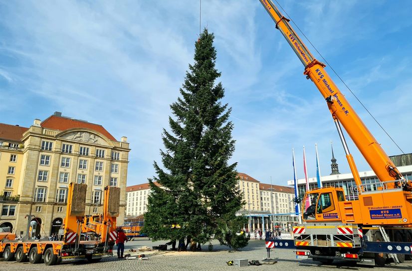 2022 zierte eine 24 Meter hohe Küstentanne aus Marbach den Striezelmarkt.