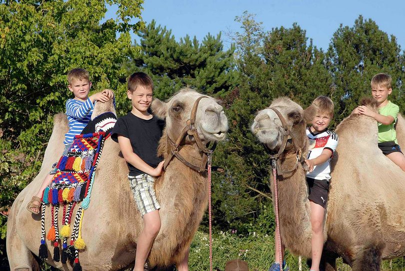 Trampeltierreiten während des Altstadtfestes. Foto: www.zoo-goerlitz.de/C. Hammer
