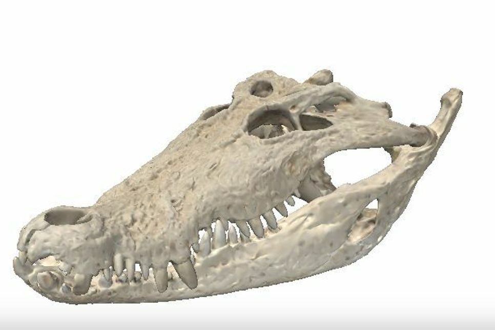 Nachbau des originalen Kopfes von Leistenkrokodil Max mittels 3D-Drucker Foto: Landesamt für Archäologie