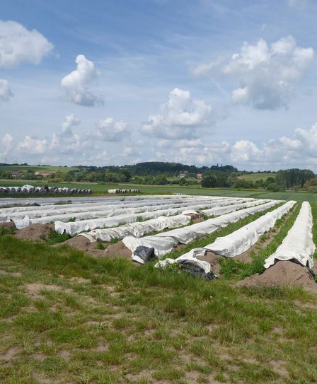 Nieschützer Spargelfelder sind gerettet. Foto: Farrar