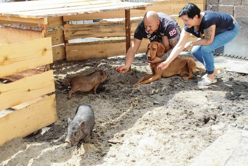 Ernie und Gustav sind der Familie von Tina und René Schubert schon sehr ans Herz gewachsen. Selbst Hund Arco sucht den friedlichen Kontakt zu den beiden Minischweinen.                      Foto: Silke Richter