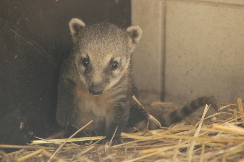 Foto: Tierpark Finsterwalde