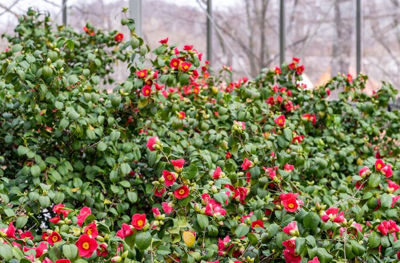Die Hauptblüte im Kamelienhaus wird Mitte März erwartet.