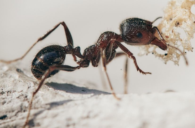 Das Oberlausitzer Wort des Jahres soll 2024 aus der Kategorie »Haustiere und heimische Wildtiere« kommen. Die Omse hat also Chancen.