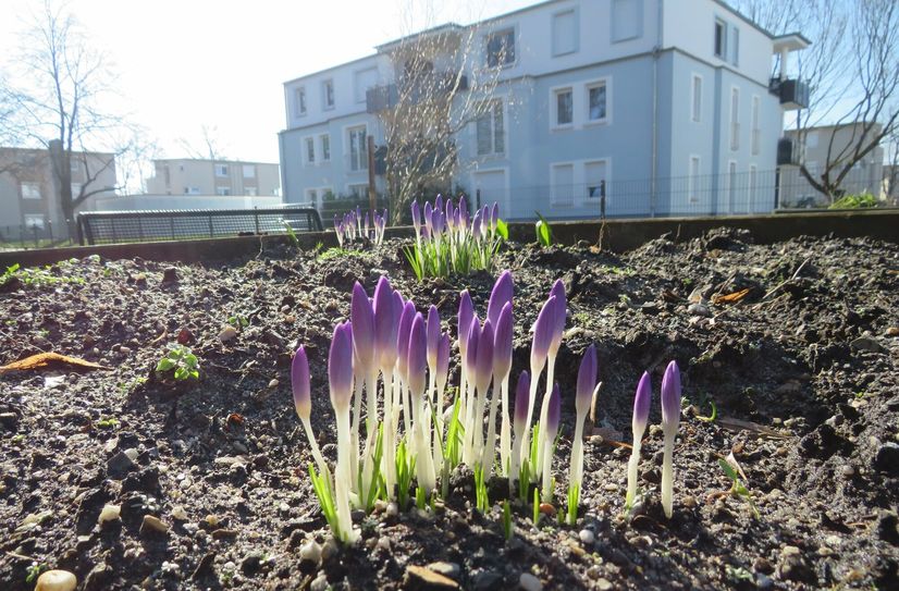 Ja es gibt uns noch, scheinen diese Frühjahrsblüher symbolisch zu sagen. Diese Blumen kann man freilich nicht essen. Rein wettertechnisch dauert es noch etwas, bis wieder geerntet werden kann.
