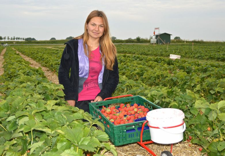 Saisonkräfte tragen ein erhöhtes Risiko an Covid-19 zu erkranken. Die IG Bau stuft sie daher als besonders schutzbedürftig ein. Foto: Barbara Nobis/pixelio.de