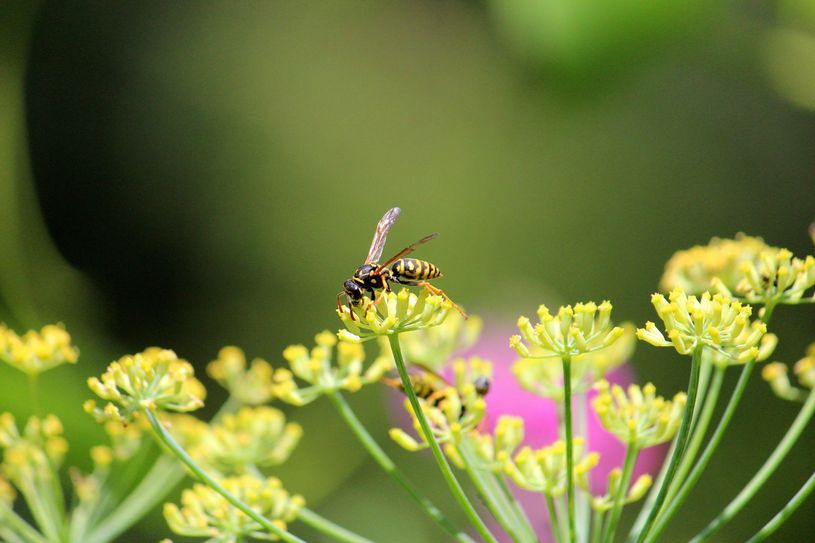 Auch wen wespen ein Imgageproblem haben, sind sie wichtig für die Natur. Foto: pm/Bert