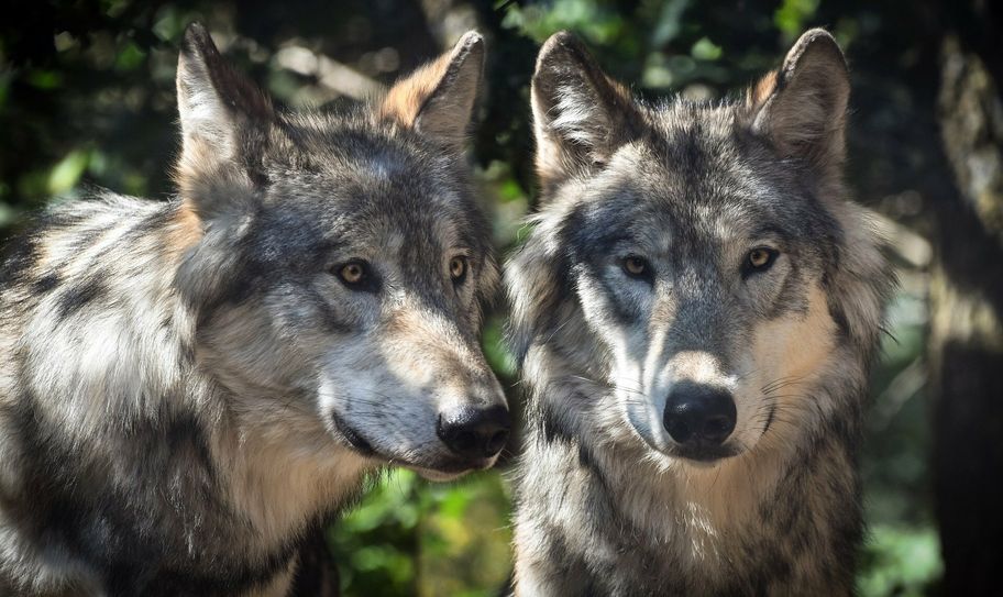 Die Wölfe vermehren sich weiter im Landkreis. Die Meinungen zum Raubtier gehen weit auseinander. Wie kann der Mensch im Einklang mit dem Wolf leben?  Foto: Christel Sagniez