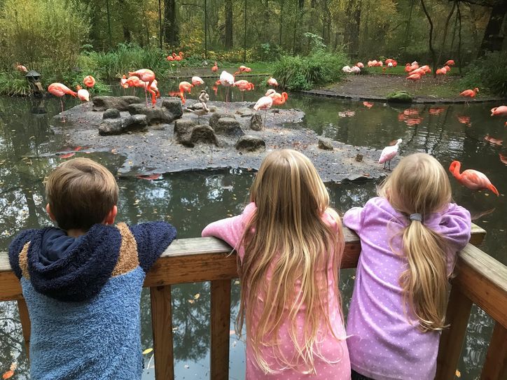 Die aktuelle »Lausitz hilft«-Aktion möchte Kindern aus armen Familien Freude schenken und soziale Teilhabe ermöglichen. In erster Linie sollen Gutscheine für Freizeitaktivitäten – etwa für einen Tierparkbesuch – an Familien ausgegeben werden.