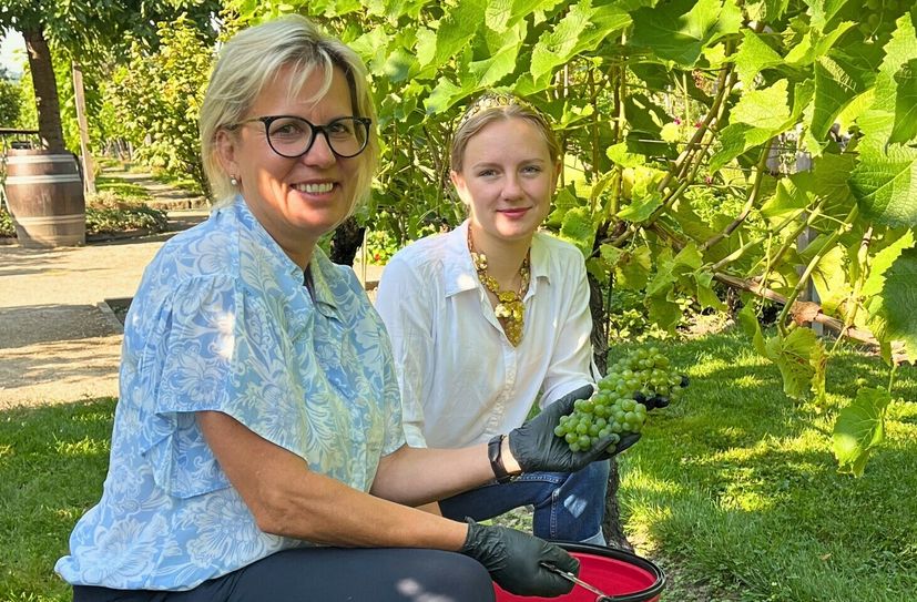 Staatsministerin Barbara Klepsch bei der Weinlese.