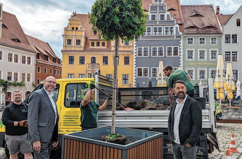 Drei dieser Amberbäume sollen in wenigen Jahren mit ihrer Blätterkrone Schatten spenden.