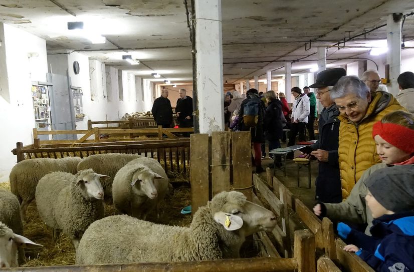 Nach dem Gottesdienst dürfen Schafe gestreichelt und sich umfassend zur Schafhaltung informiert werden.